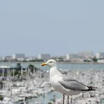 Apartamento The Little Azur La Rochelle (Charente-Maritime)